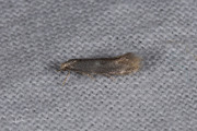 Zilveren grasmineermot (Elachista canapennella), micro