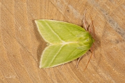 Zilveren groenuil / Green Silver-lines (Pseudoips prasinana)