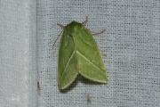 Zilveren groenuil / Green Silver-lines (Pseudoips prasinana)