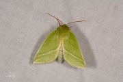 Zilveren groenuil / Green Silver-lines (Pseudoips prasinana)