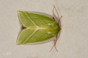 Zilveren groenuil / Green Silver-lines (Pseudoips prasinana)