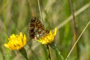 Zilveren maan / Small Pearl-bordered Fritillary (Boloria selene)