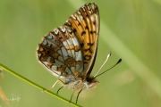 Zilveren maan / Small Pearl-bordered Fritillary (Boloria selene)