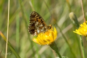 Zilveren maan / Small Pearl-bordered Fritillary (Boloria selene)