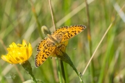 Zilveren maan / Small Pearl-bordered Fritillary (Boloria selene)