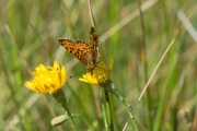 Zilveren maan / Small Pearl-bordered Fritillary (Boloria selene)