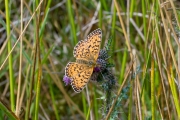 Zilveren maan / Small Pearl-bordered Fritillary (Boloria selene)