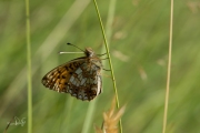 Zilveren maan / Small Pearl-bordered Fritillary (Boloria selene)