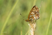 Zilveren maan / Small Pearl-bordered Fritillary (Boloria selene)