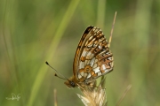 Zilveren maan / Small Pearl-bordered Fritillary (Boloria selene)