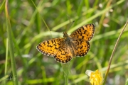 Zilveren maan / Small Pearl-bordered Fritillary (Boloria selene)