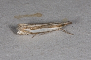 Zilverstreepgrasmot (Crambus pascuella), micro