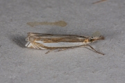 Zilverstreepgrasmot (Crambus pascuella), micro