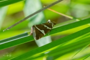 Zilverstreep / Silver Barred (Deltote bankiana)