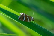 Zilverstreep / Silver Barred (Deltote bankiana)