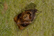 Zomerbladroller / Red-barred Tortrix (Ditula angustiorana), micro