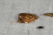 Zomerbladroller / Red-barred Tortrix (Ditula angustiorana), micro