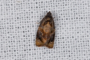 Zomerbladroller / Red-barred Tortrix (Ditula angustiorana), micro