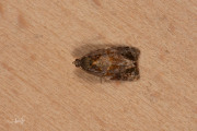 Zomerbladroller / Red-barred Tortrix (Ditula angustiorana), micro