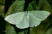 Zomervlinder / Large Emerald (Geometra papilionaria)