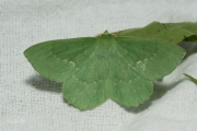 Zomervlinder / Large Emerald (Geometra papilionaria)