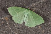 Zomervlinder / Large Emerald (Geometra papilionaria)