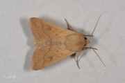 Zuidelijke grasuil / Delicate (Mythimna vitellina)