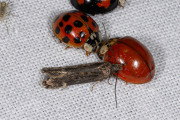 Zuringpalpmot (Aroga velocella), micro