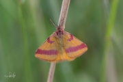 Zuringspanner (Lythria cruentaria)