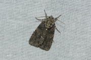 Zuringuil / Knot Grass (Acronicta rumicis)
