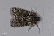 Zuringuil / Knot Grass (Acronicta rumicis)
