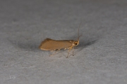 Zwamboorder (Crassa unitella), micro