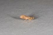 Zwamboorder (Crassa unitella), micro