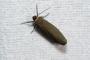 Zwart beertje / Red-necked Footman (Atolmis rubricollis)