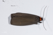 Zwart beertje / Red-necked Footman (Atolmis rubricollis)