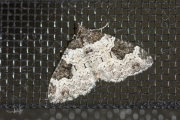 Zwartbandspanner / Garden Carpet (Xanthorhoe fluctuata)