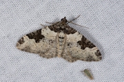 Zwartbandspanner / Garden Carpet (Xanthorhoe fluctuata)