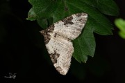 Zwartbandspanner / Garden Carpet (Xanthorhoe fluctuata)