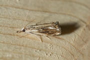 Zwartbruine vlakjesmot (Catoptria verellus), micro