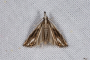 Zwartbruine vlakjesmot (Catoptria verellus), micro