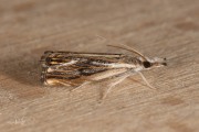 Zwartbruine vlakjesmot (Catoptria verellus), micro