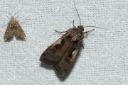 Zwarte c-uil / Setaceous Hebrew Character (Xestia c-nigrum)