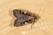 Zwarte c-uil / Setaceous Hebrew Character (Xestia c-nigrum)