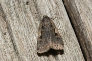 Zwarte c-uil / Setaceous Hebrew Character (Xestia c-nigrum)