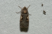 Zwarte c-uil / Setaceous Hebrew Character (Xestia c-nigrum)