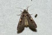 Zwarte c-uil / Setaceous Hebrew Character (Xestia c-nigrum)