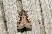 Zwarte c-uil / Setaceous Hebrew Character (Xestia c-nigrum)