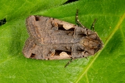 Zwarte c-uil / Setaceous Hebrew Character (Xestia c-nigrum)