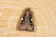 Zwarte c-uil / Setaceous Hebrew Character (Xestia c-nigrum)