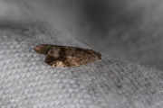 Zwarte eikenbladroller (Strophedra nitidana), micro